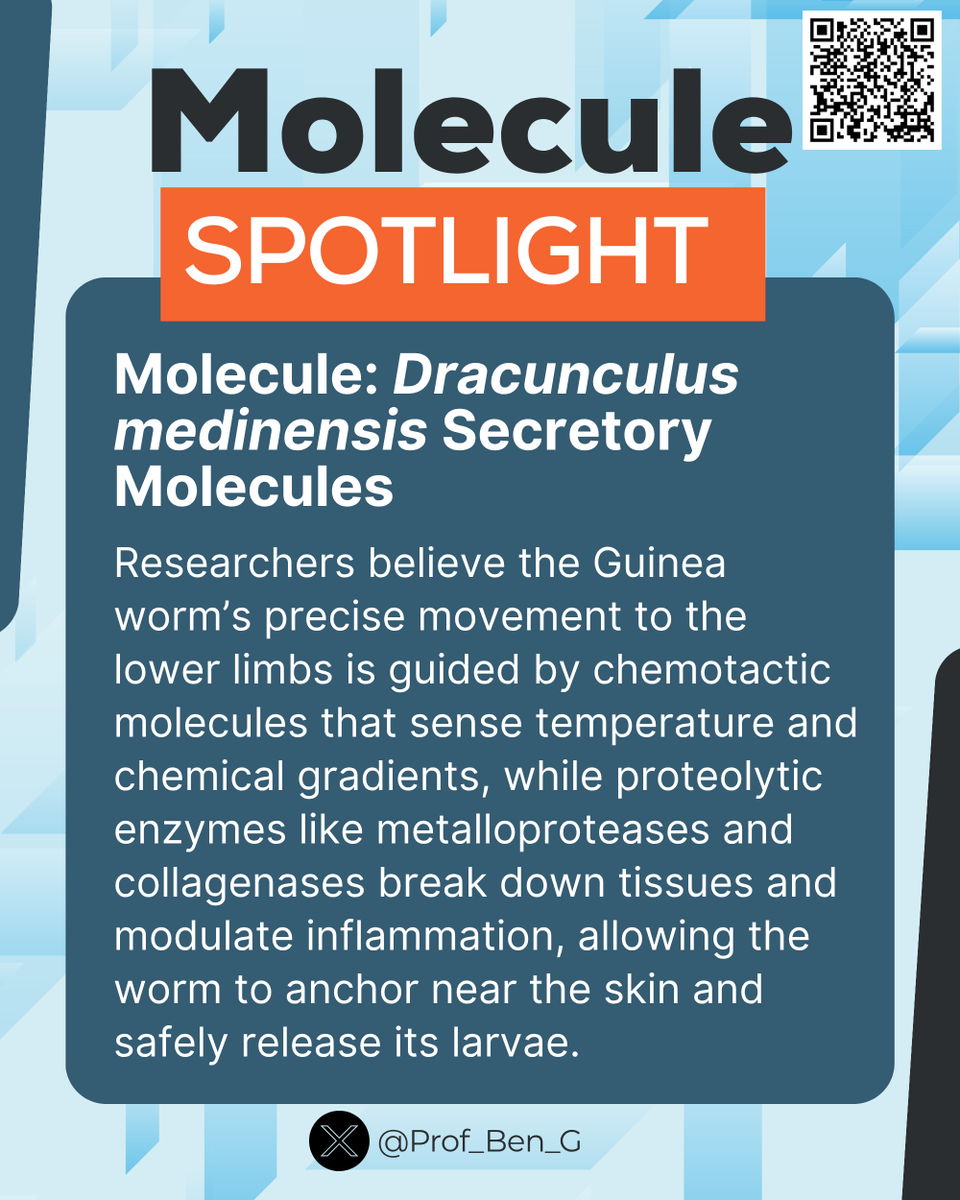 Prof_Ben_G's tweet image. #MoleculeSpotlight

The Guinea worm’s move to the leg isn’t random, it’s guided by chemotactic signals and tissue-degrading enzymes that sense cooler areas and help the parasite anchor near the skin, forming the blister where it releases its larvae. 

#ParasiteWatch #NTDs