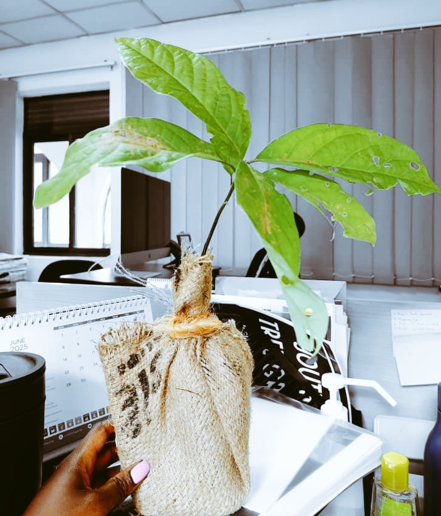 AquaTreeProject's tweet image. He who plants a #tree plants hope.&quot; When you gift a tree #seedling, you&apos;re not just giving #greenery; you&apos;re passing on a message of #Hope and encouragement.
Dont just limit your gifting; give a tree, give fruits, give hope!
#GiftATree
#PlantATreeToday