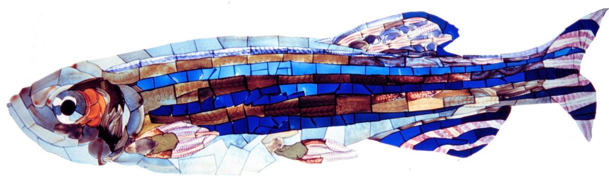 ZebrafishRock's tweet image. #ZebrafishFunFacts: Using the discarded slide film from his doctoral research, Prof Michael Barresi created a mosaic of an adult #zebrafish. 

Learn about his upcoming art installation on human embryos called &apos;Using Art to Demystify Science&apos;: smith.edu/news-events/ne…