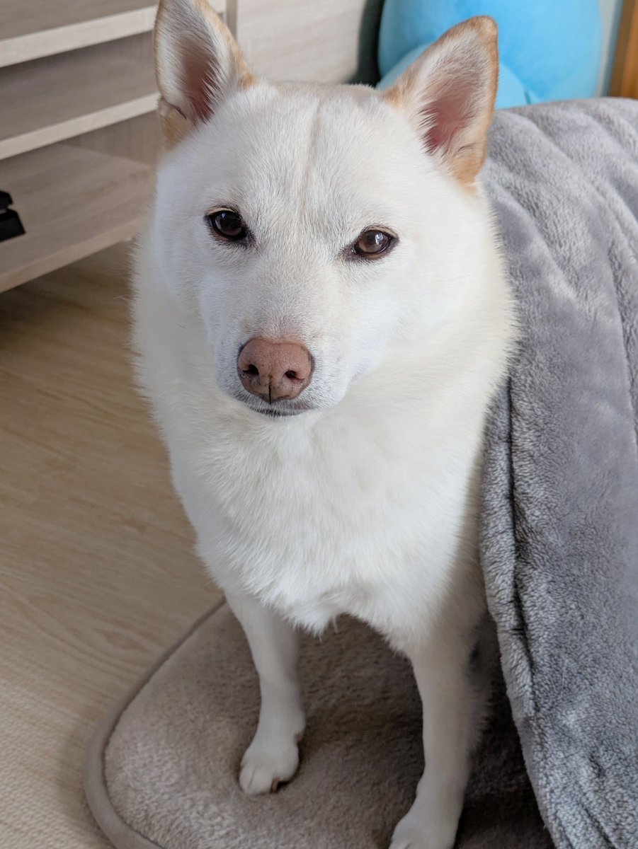 バニーアンドダックス on X