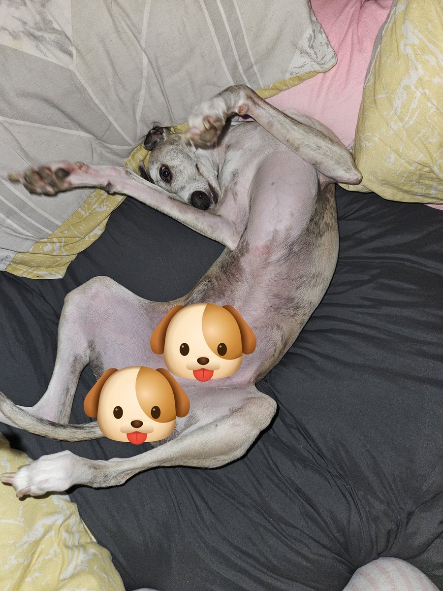 CooperWhippet's tweet image. Coop never lays on his back but laid there for a good half hour this morning for belly scritches 😍🐕🐾💙