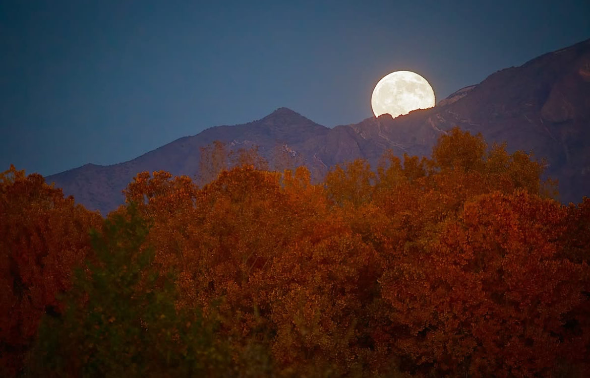 Ray Birmingham tweet media