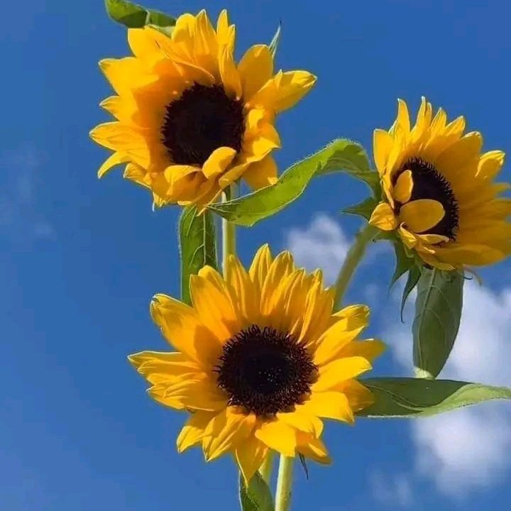 daimi_d7760's tweet image. #NuevaFotoDePerfil