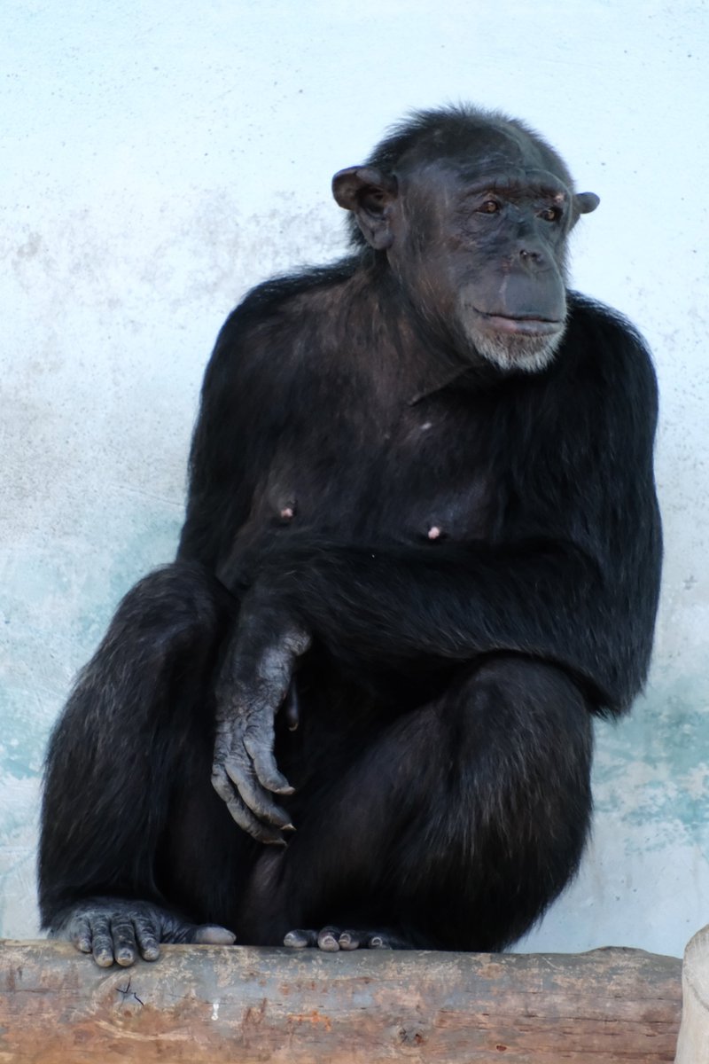 とんまんま on X