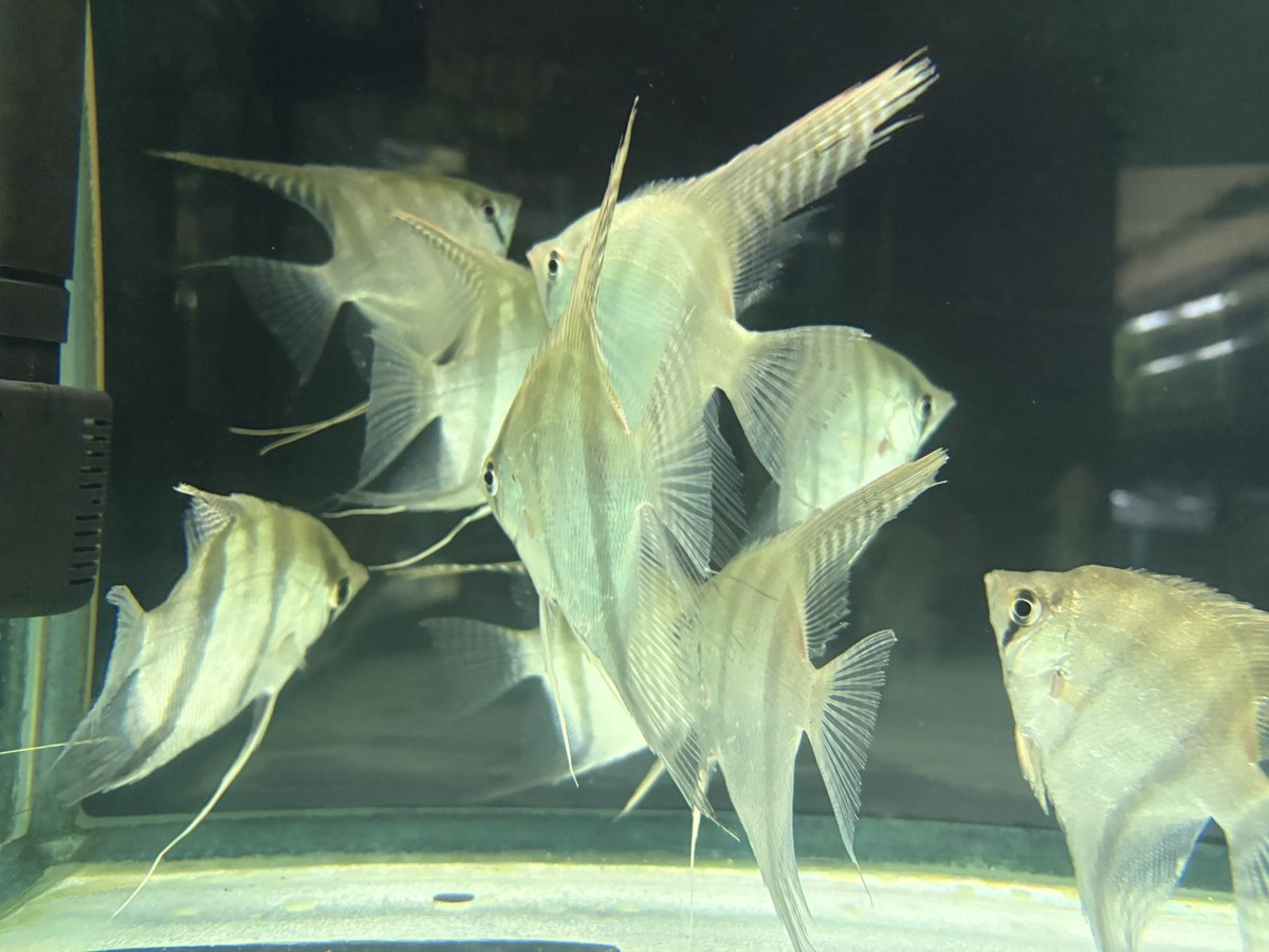 いかページ ペルーイカ短冊(Lサイズ)／いか切身(2x5cm)