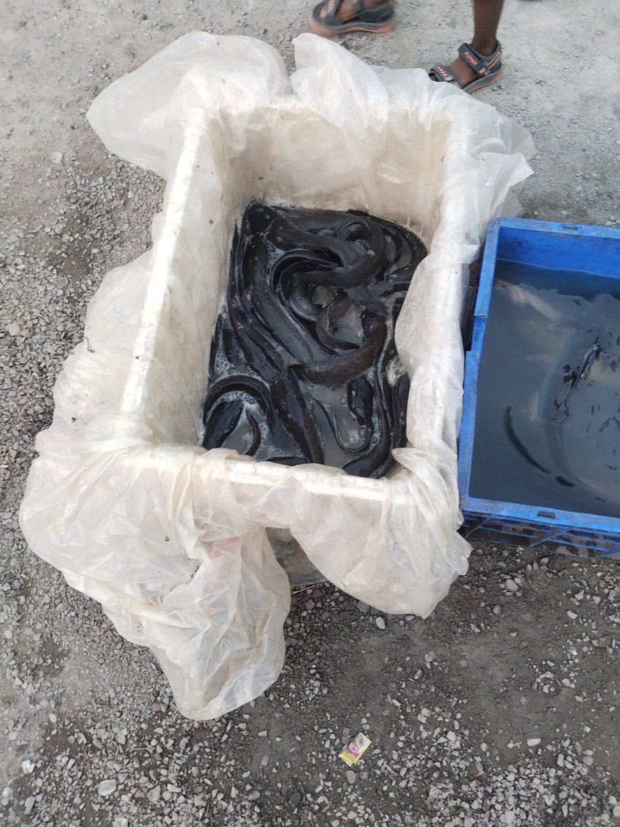 akk171996's tweet image. प्रतिबंधित मांगुर मछली एक बार फिर से ओबरा के मछली मंडी में खुलेआम बिक रहा है जबकि सरकार ने इस मछली को पूरी तरह से बैन कर दिया है @Arjunsingh1878 @CMOfficeUP @DmSonbhadra @narendramodi @myogiadityanath @spsonbhadra