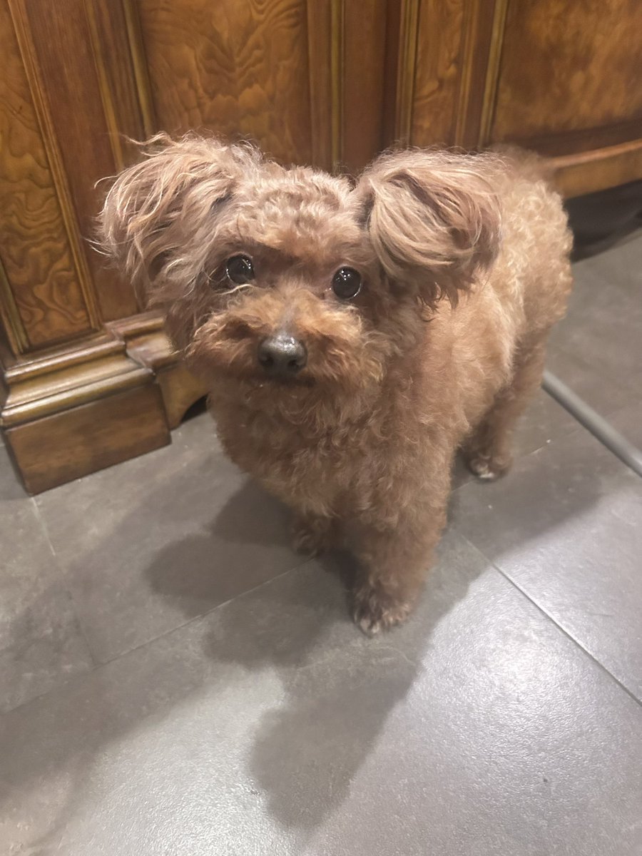 Shinyuuko96's tweet photo. Gave my puppy a bath n noticed the fur around her eyes was long, so I decided to trim it. Held her face n carefully cut away. Looked perfect... until my sis let go. Suddenly... not so perfect. A bit weird, even a little ugly. 🙈But no worries—fur grows back! right？ https://t.co/At4RqYqaTB