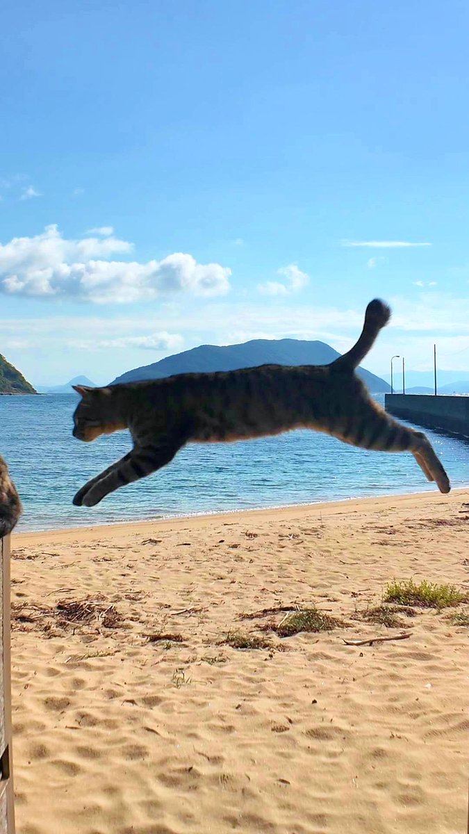 Kensan_396's tweet photo. 【佐柳島】空飛ぶ猫さん🐈🐾
※画像が小さかったのでやり直しました https://t.co/CDz3MPwZ2B