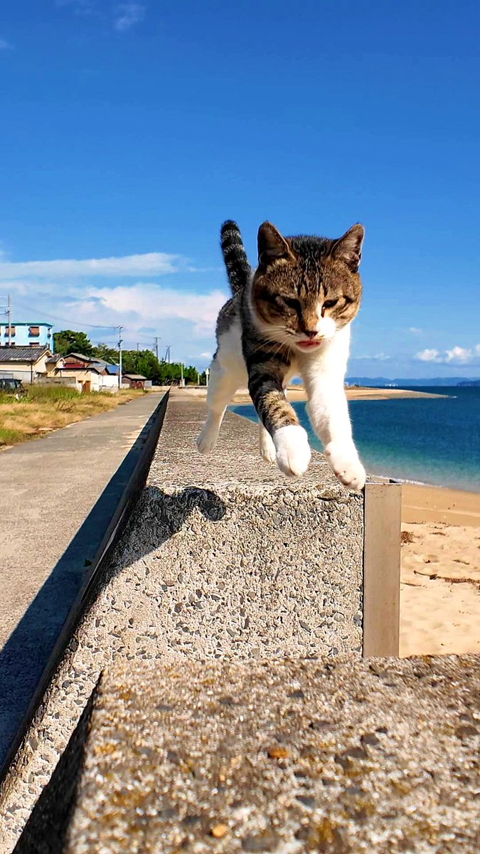 Kensan_396's tweet photo. 【佐柳島】空飛ぶ猫さん🐈🐾
※画像が小さかったのでやり直しました https://t.co/CDz3MPwZ2B