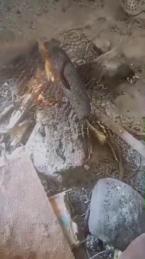 Did you know that people in Alfasher ate animals hide (skin) and animals feed from hunger during the 18 months seige made buy the UAE backed RSF militia?
BoycottUAE
#الامارات_تقتل_السودانيين 
#BoycottUAE