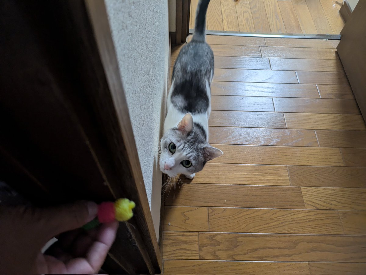 サバ白のミミ on X