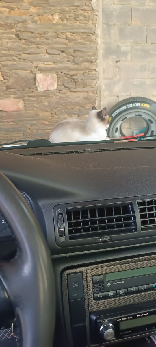 Eu : Lavo o coche
Os gatos da miña casa: Ole, lavou a cama o coxo este.