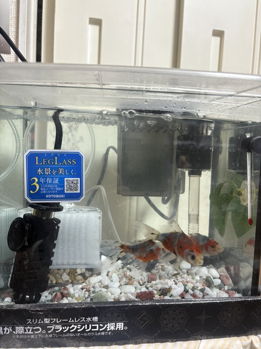 ✨ゲーヤまん✨【獅子の若大将】 on X