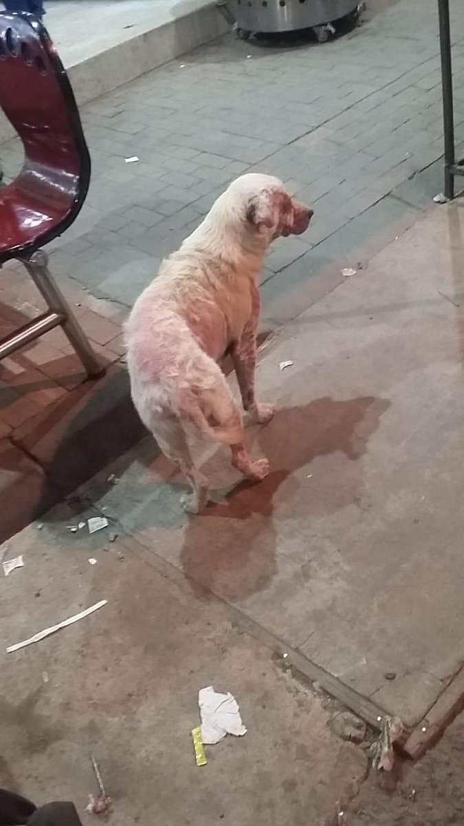 FundacionLucila's tweet image. A Monito lo rescatamos en el 2019. Vivía en las calles de Suba, Bogotá, con un problema de piel severo (pueden ver las últimas fotos), pidiendo comida para sobrevivir. Pero en lugar de recibir ayuda, muchas personas le pegaban y hasta le lanzaron agua caliente 💔.

Cuando llegó a…