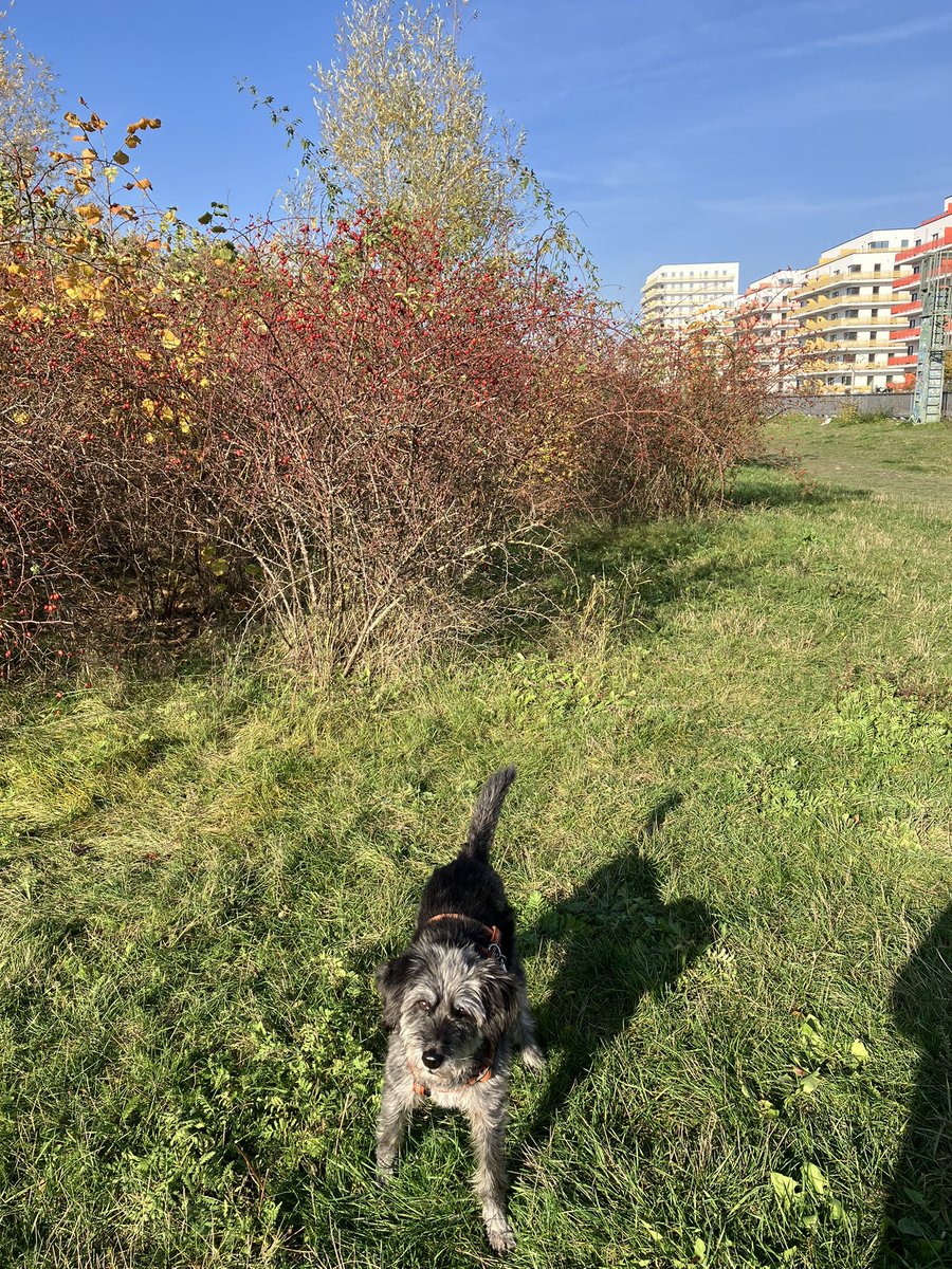 Mittagsrunde.
Edition Herbst-Lotti.

Liebe Grüße, eure Lotti ❤️😘😘😘