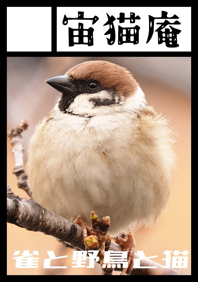 モウフカブールnemo (@mofukabur) / Posts / X