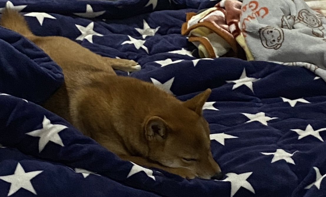 ご飯キャンセル界隈🍚