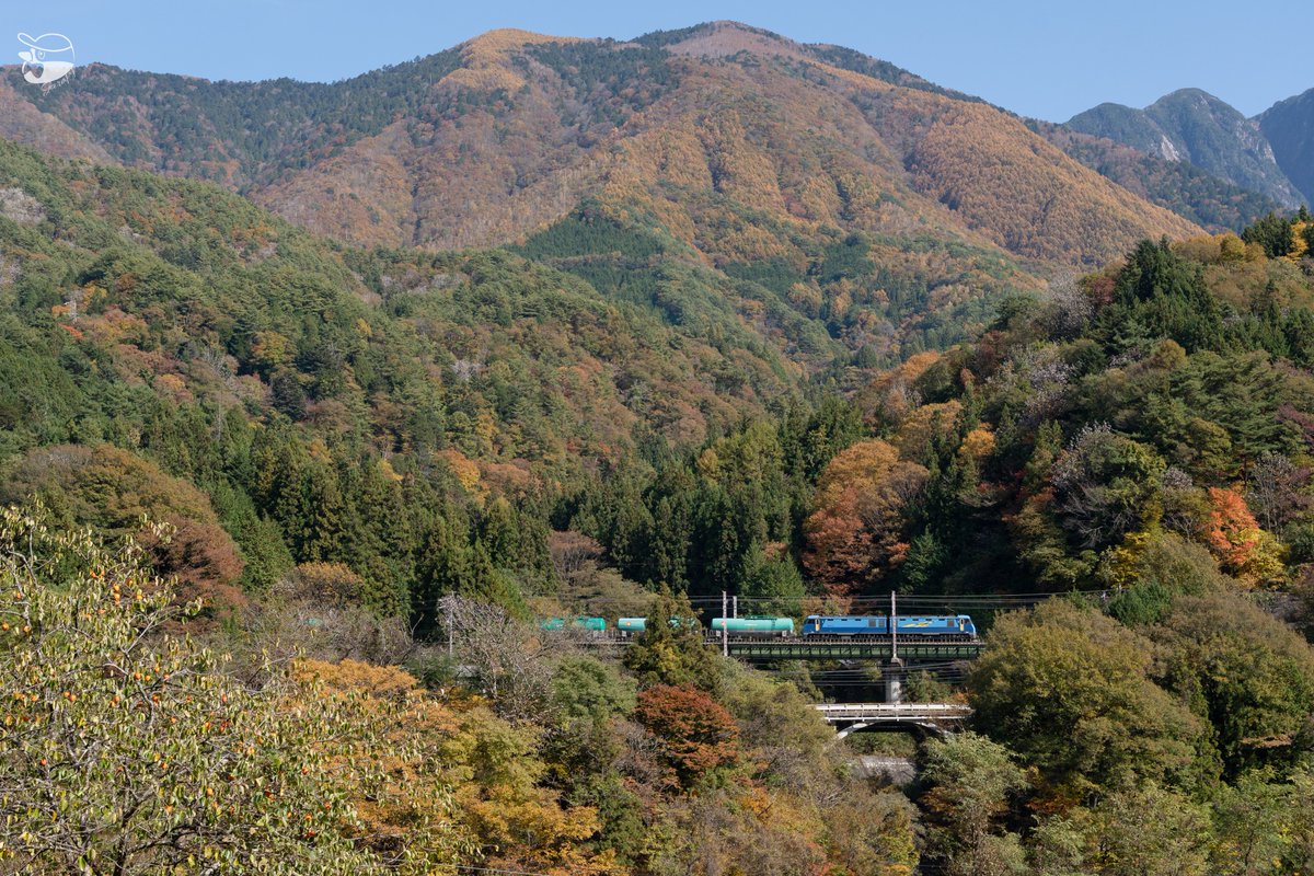 ティン柴 Amazon | Daiking柴犬柄ピックティアドロップ1.0mm硬質塩ビ製10枚