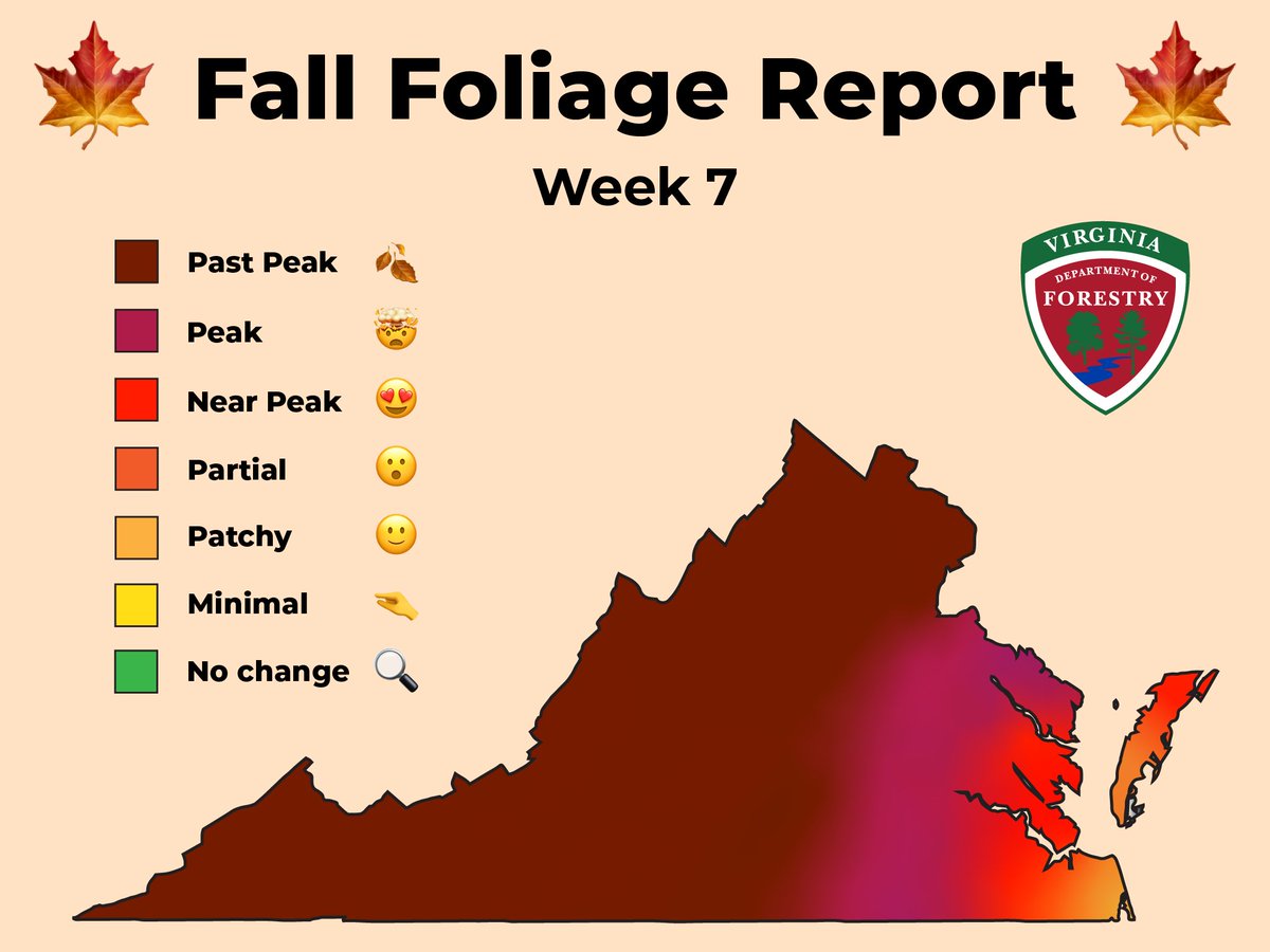 ForestryVA's tweet image. Peak fall foliage is now spreading across the Coastal Plain. In wet areas, look for water tupelos and bald cypress trees adding unique pops of red, yellow and rusty-orange.

There’s still plenty of fall color to enjoy so get out this weekend if you can!🍁 🍂