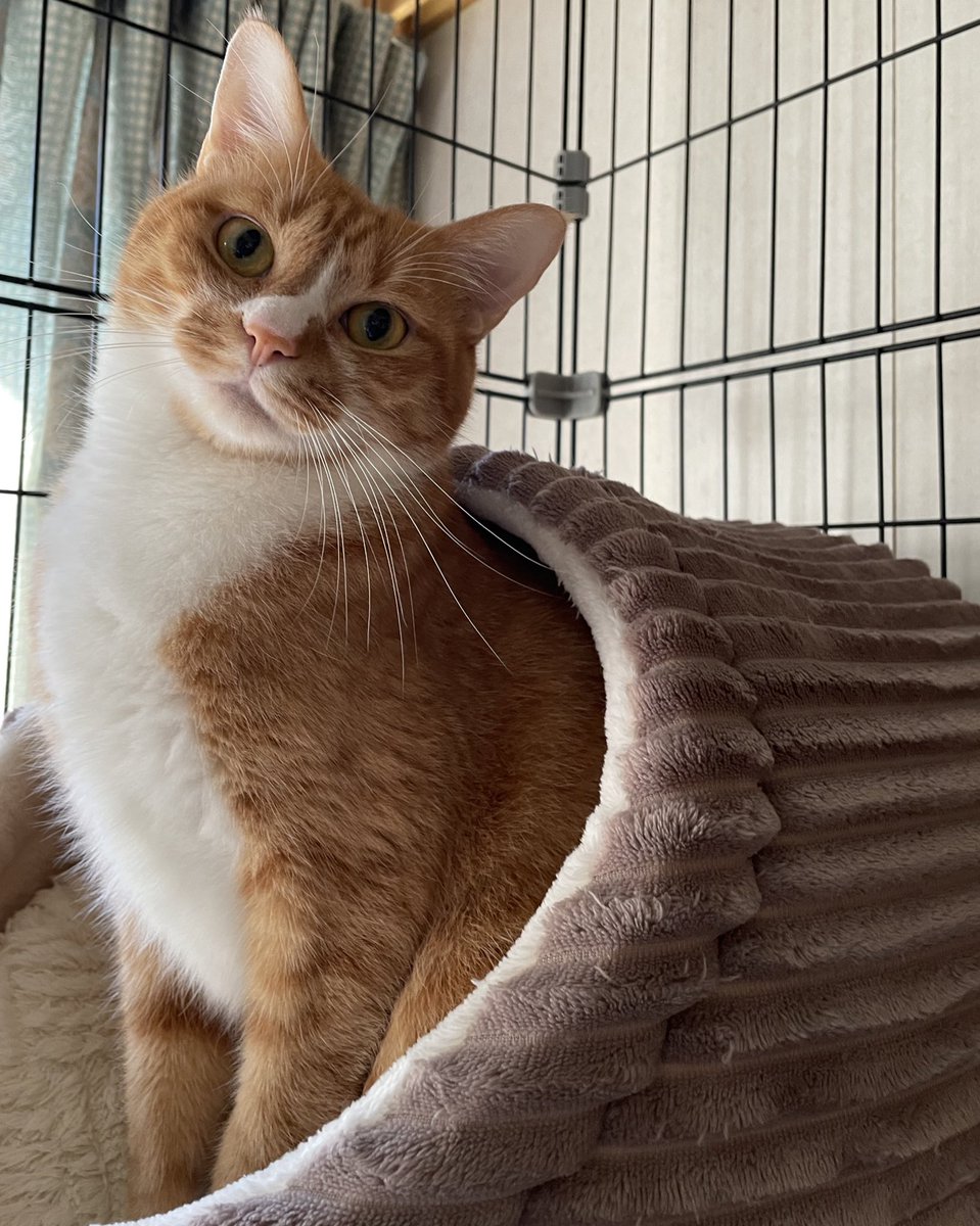 marotora0920's tweet photo. 朝のトラ🐱 https://t.co/VMf4YCf09T