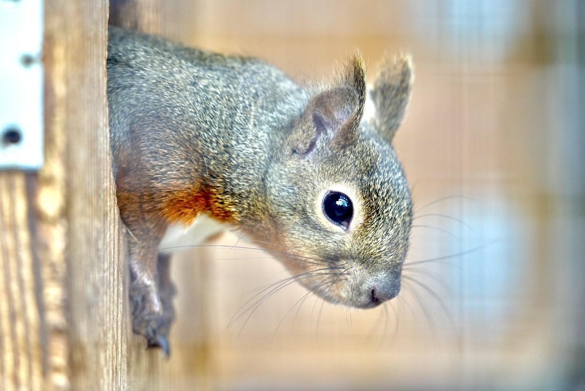 望遠レンズ持って動物園へ