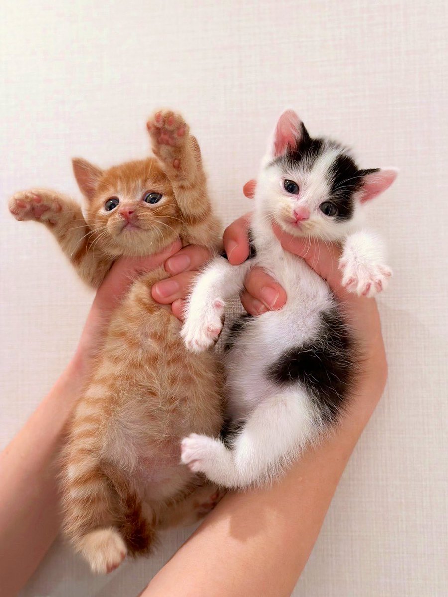 The pets only 🐾 tweet media