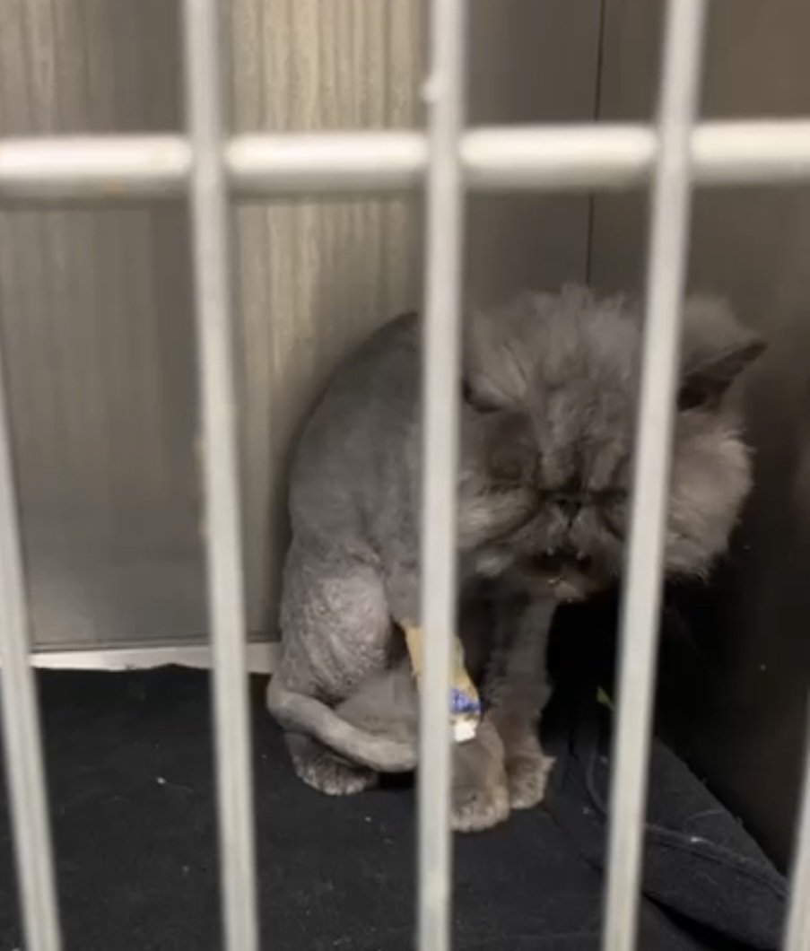 BARNEY NEWS

Barney is doing much better!  He is down To just the sneezes. Dr says he is not contagious and can come home tomorrow.
I will go pick him up after my feeding route. I am baking a chicken tonight as a kitty treat for the rescues. I save the pan fat for fattening up