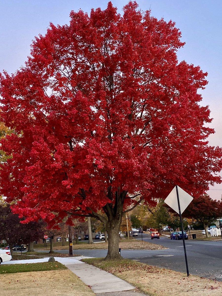Took this at 6:30 AM. This tree gets prettier as the day goes on and the sun hits it. It’s two doors away from us so I’ll try to get a photo later today!