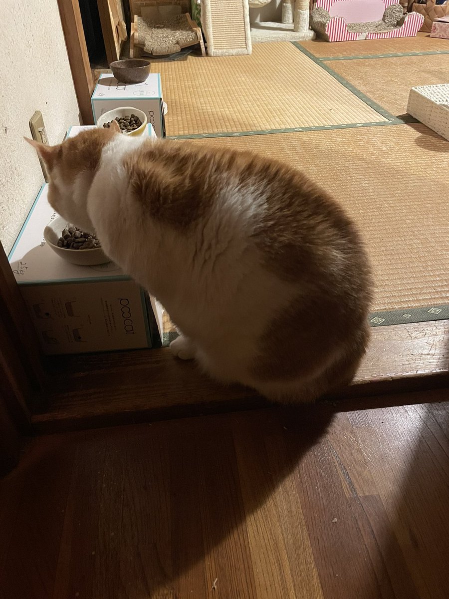 mei様専用】 耐熱ガラスの猫ちゃん3点