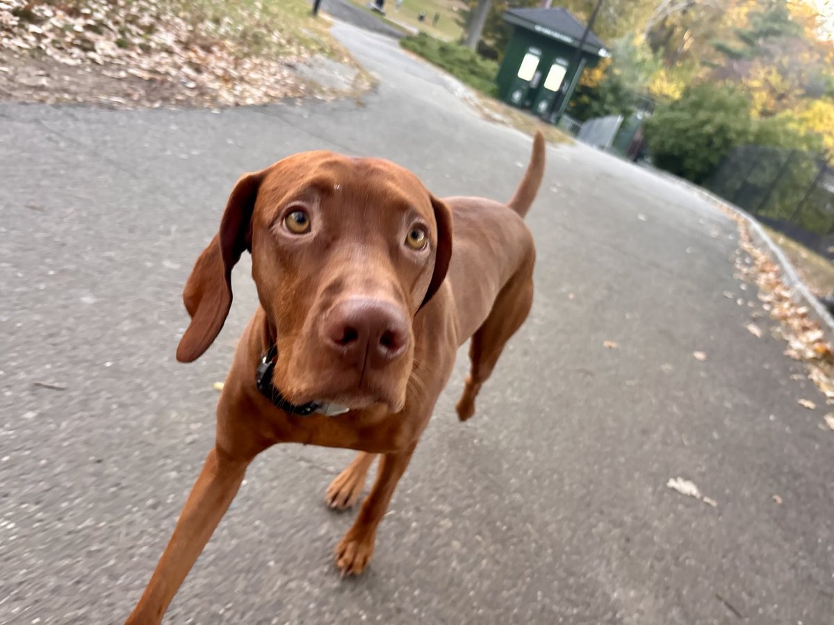 DanaPerino's tweet image. Four years ago today, Percy joined our family. What a doggo!