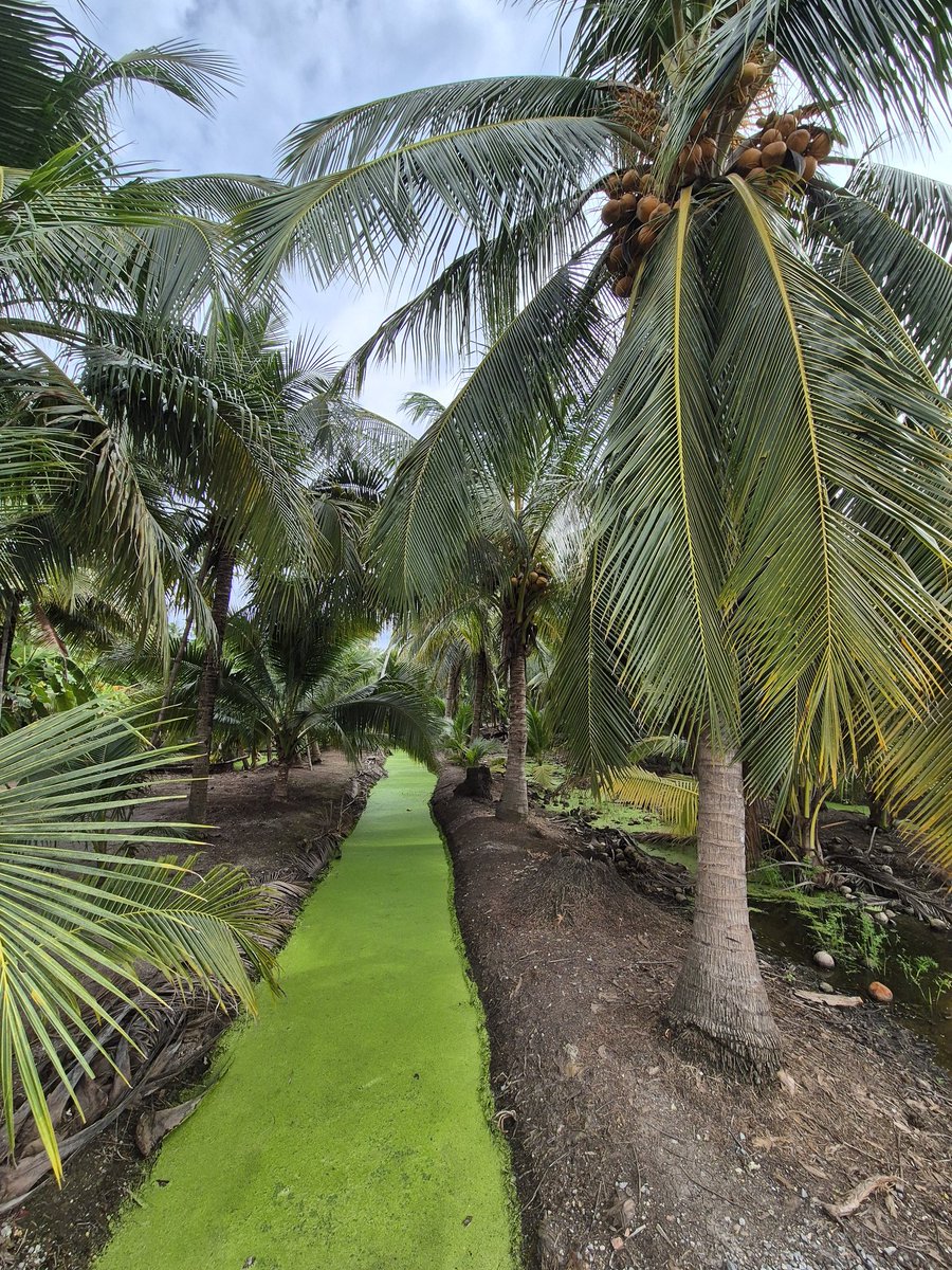 MarcelaKovov4's tweet image. Kokosová farma, železniční trh Maeklong a plovoucí trh Damnoen Saduak jsou poslední místa, která jsme dnes nedaleko Bangkoku navštívili ... 🇹🇭🇰🇭🇻🇳  🧡 ...🧳 🛫 🇨🇿
#navraty