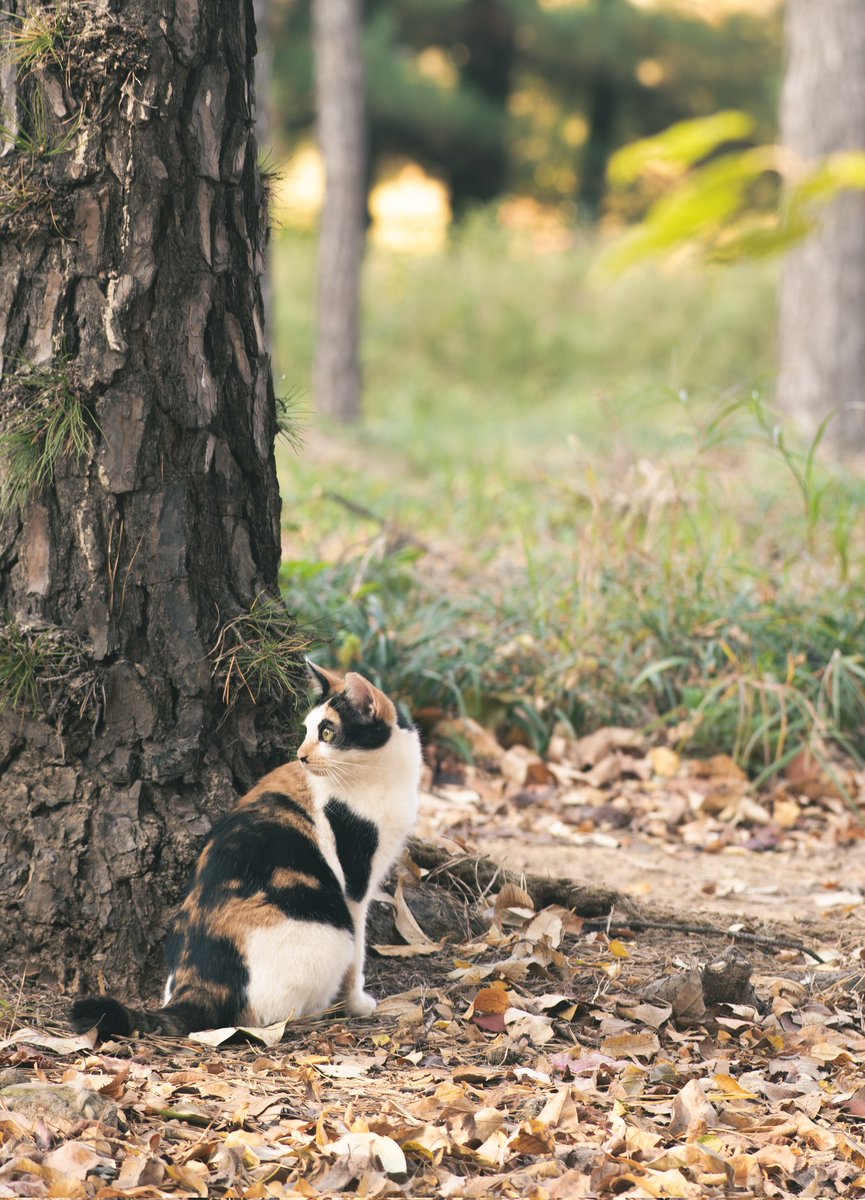 phog7899's tweet image. 2025.11.07.

월화원

model. 길 고양 님