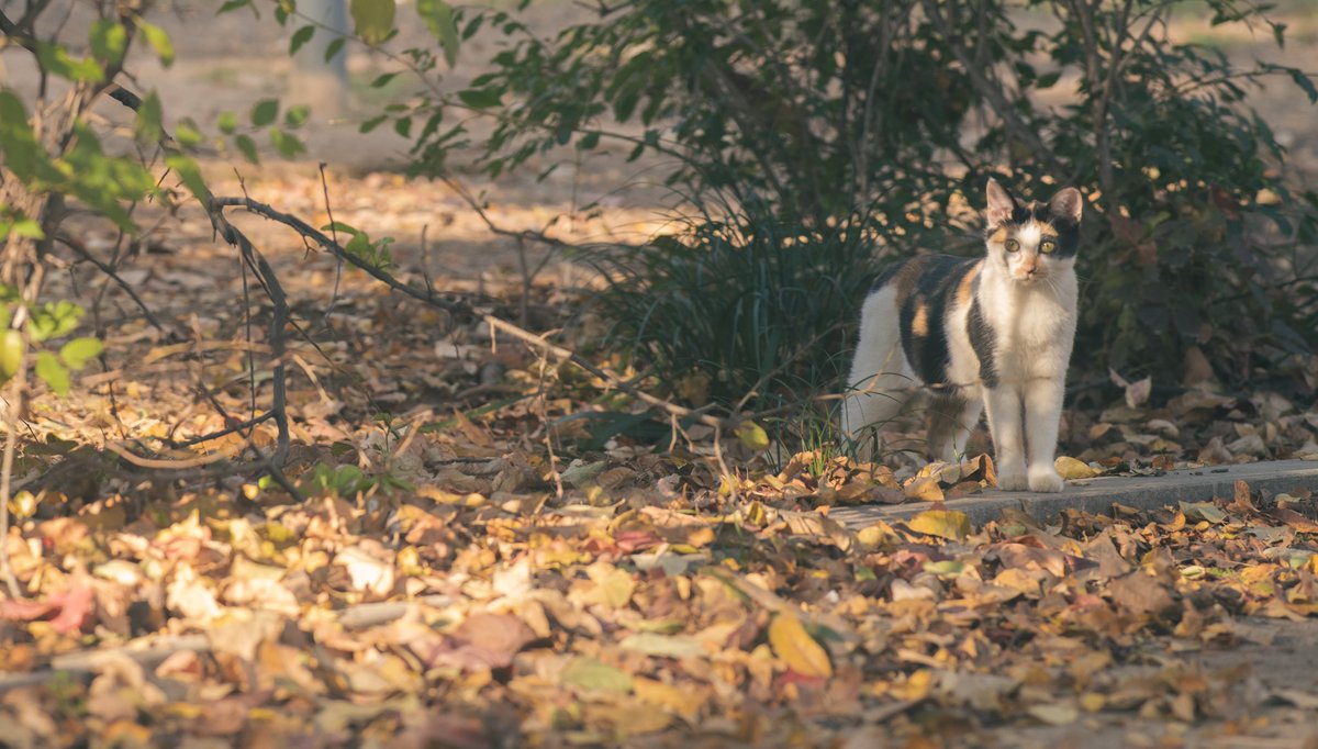 phog7899's tweet image. 2025.11.07.

월화원

model. 길 고양 님