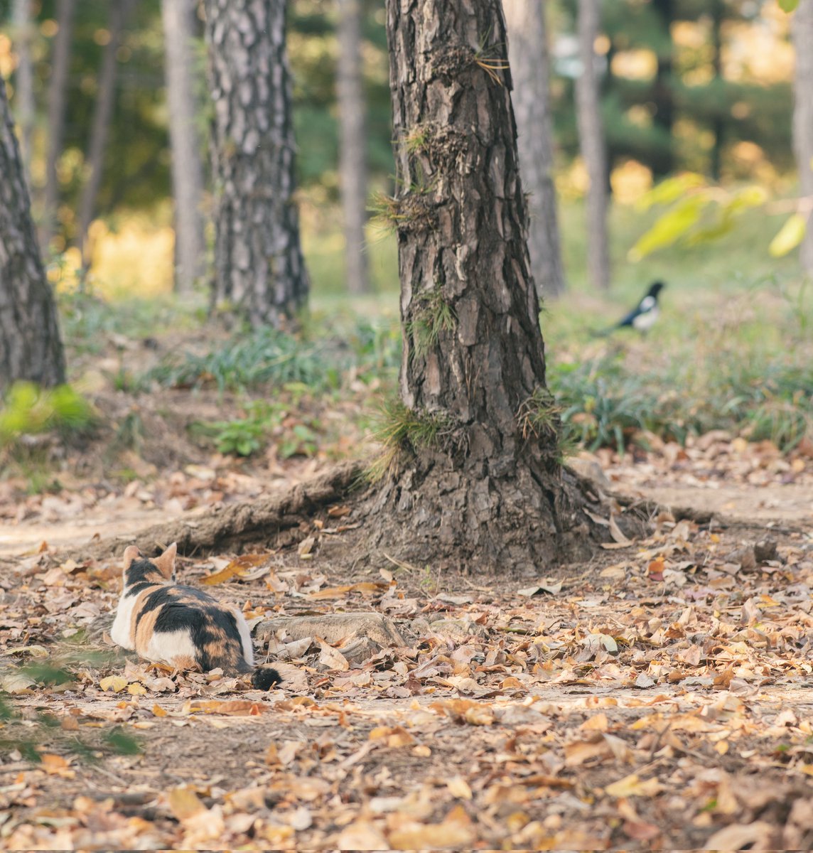 phog7899's tweet image. 2025.11.07.

월화원

model. 길 고양 님