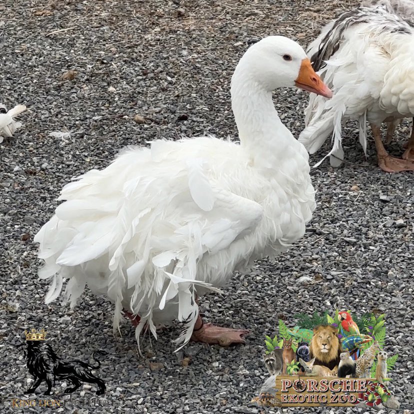 Porsche_shop99's tweet image. ห่านเซบัสโตโพลสวยๆพลิ้วๆเหมาะสำหรับสายชิลล์มาก🪿

Beautiful, perfect for a chill cafe🍃

#porscheexoticzoo 
#porscheexoticzooadmin 
#sebastopol