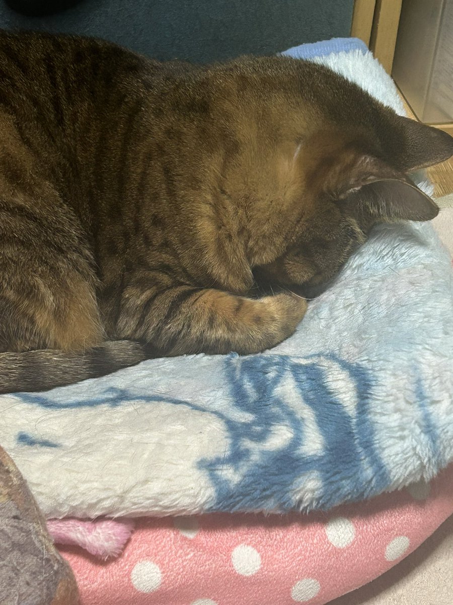 🐶🐱 マロン 🐱🐶 on X