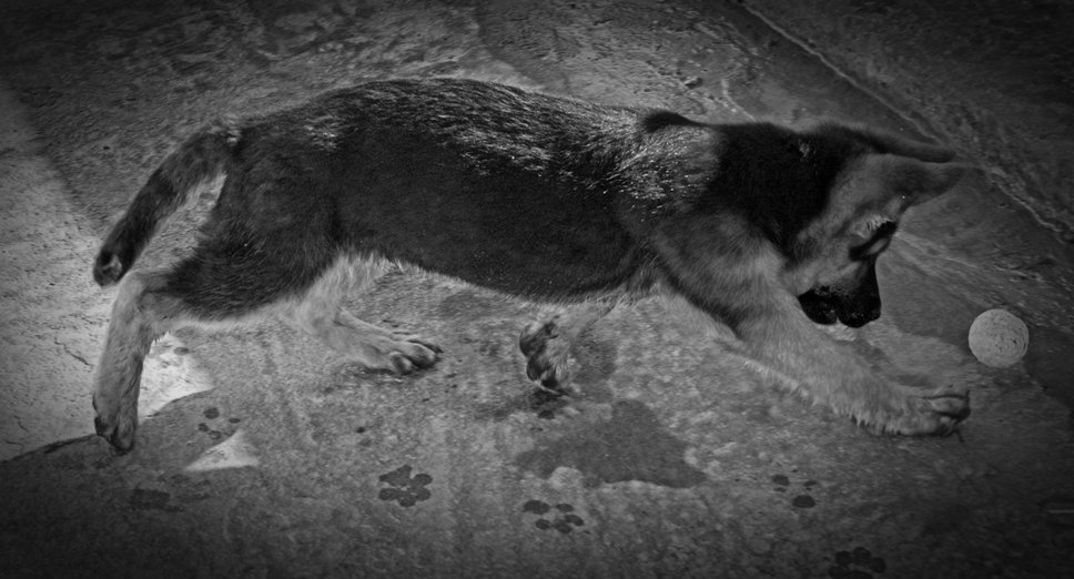 k9ghostsniper tweet media