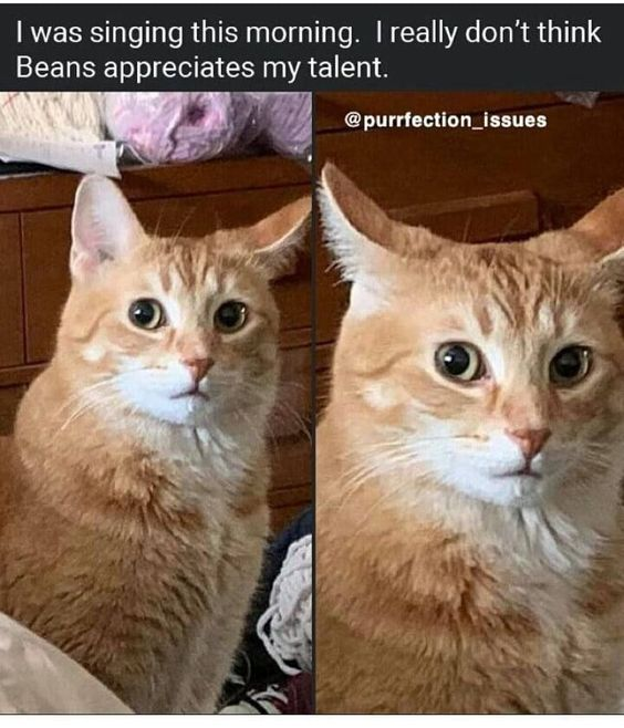 WholesomeMemes (@wholesomememe) on Twitter photo 