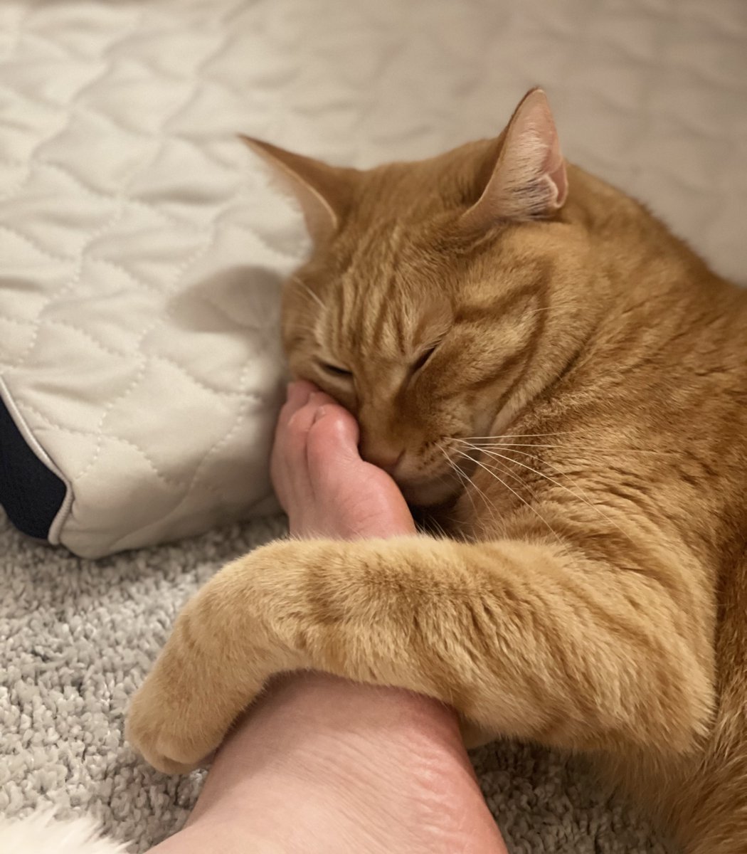 こたくん🐈茶トラ男子 on X