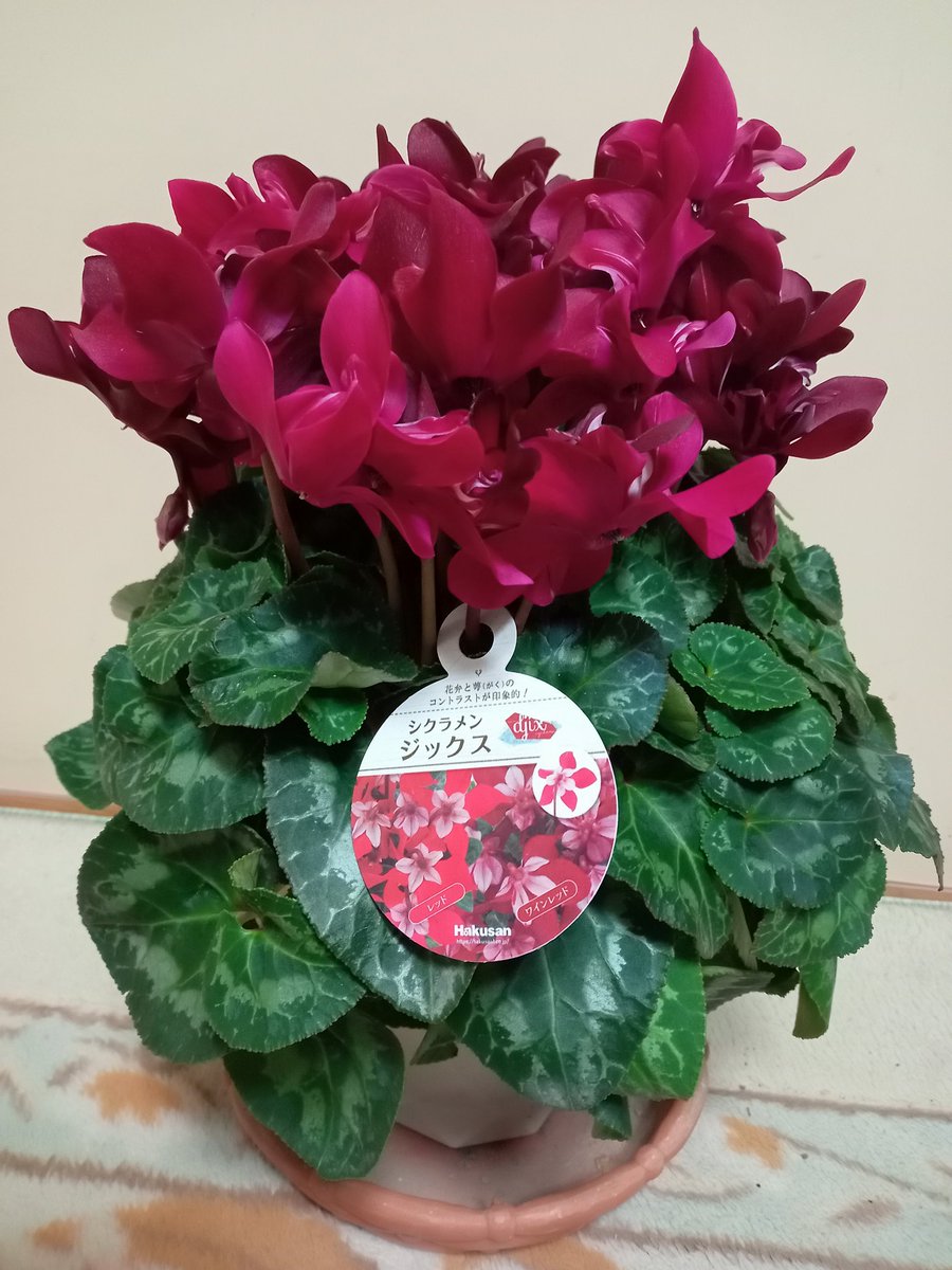 さっちゃん on X さっちゃん on X