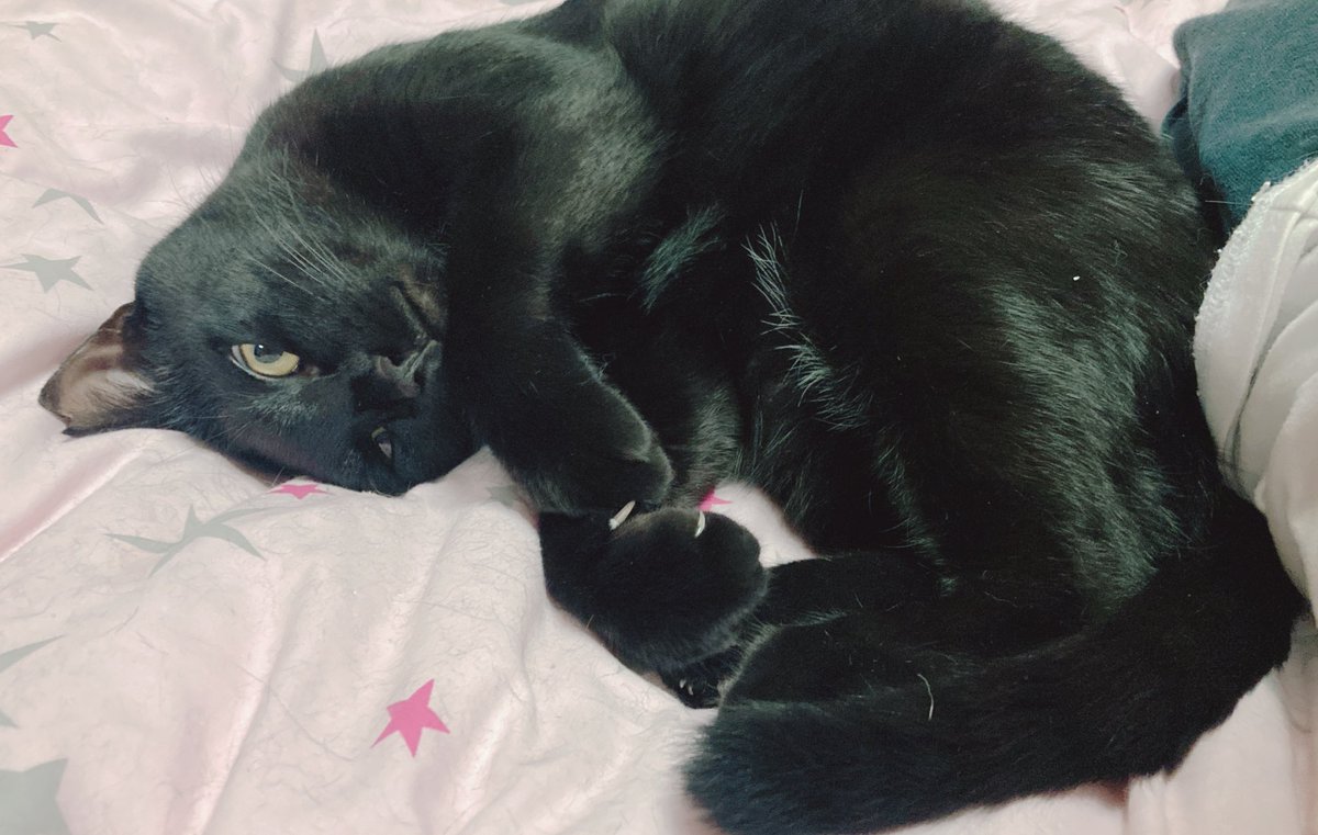 mof_u3u_s2's tweet image. じじ丸くんどうやら風邪気味っぽいので酷くなる前に救世主ミルメルをみんなで食べて栄養補給
パウチはもりもり食べてたけど夜はカリカリ食べないしちょっとくしゃみと鼻たれ坊やしてたから明後日まで様子見しよう👀
今のところ元気です🫶🏻🫧

 #猫好きさんと繋がりたい #猫がいる暮らし #猫がいる幸せ