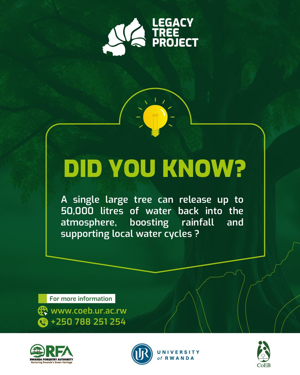 LegacyTreeRw's tweet image. 🌳 Did you know some trees in Rwanda are centuries old and hold incredible stories? 
As we plant new ones this weekend, don’t forget to record legacy trees in your area and help preserve our natural heritage!
👉 Record here: docs.google.com/forms/d/e/1FAI…
