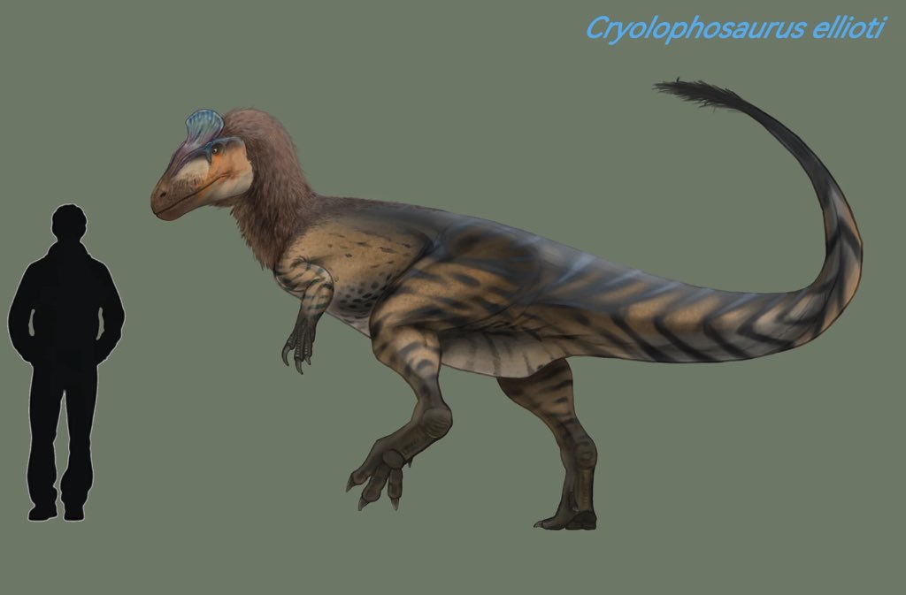 dreammmm176572's tweet image. Cryolophosaurus ellioti #dinosaurs #cryolophosaurus #art