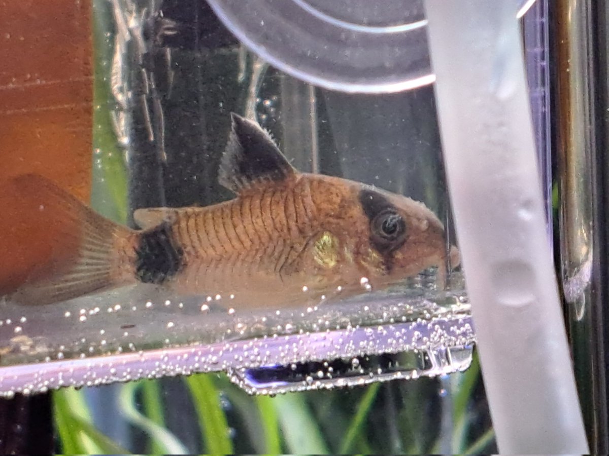 smile(*´ー｀*)様 87 on X