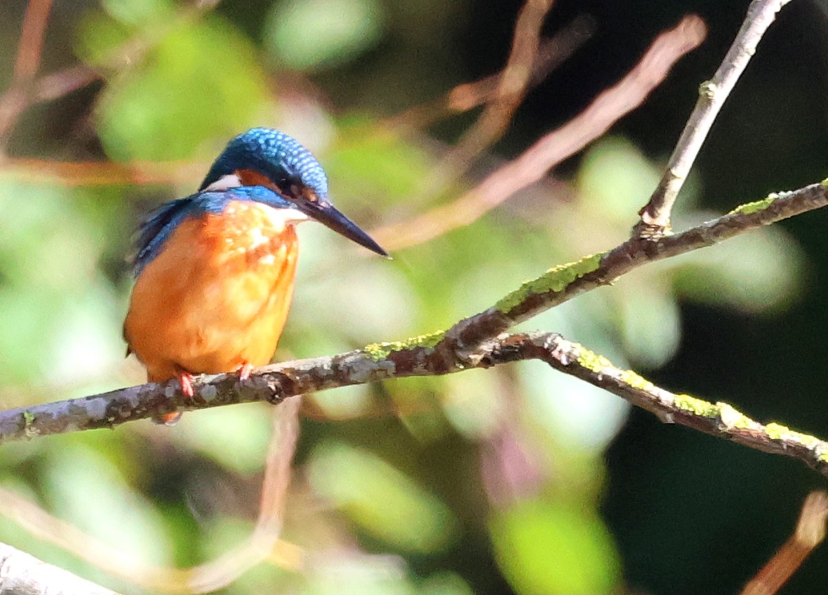 CloughBarry's tweet photo. Male Kingfisher, Warnham LNR. @SussexWildlife @SussexBirding @SussexOrnitholo #kingfisher #warnham https://t.co/qvSPABnrDp