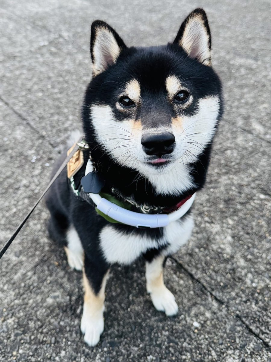 めだか＠黒豆柴そら (@medaka_chan_) / Posts / X