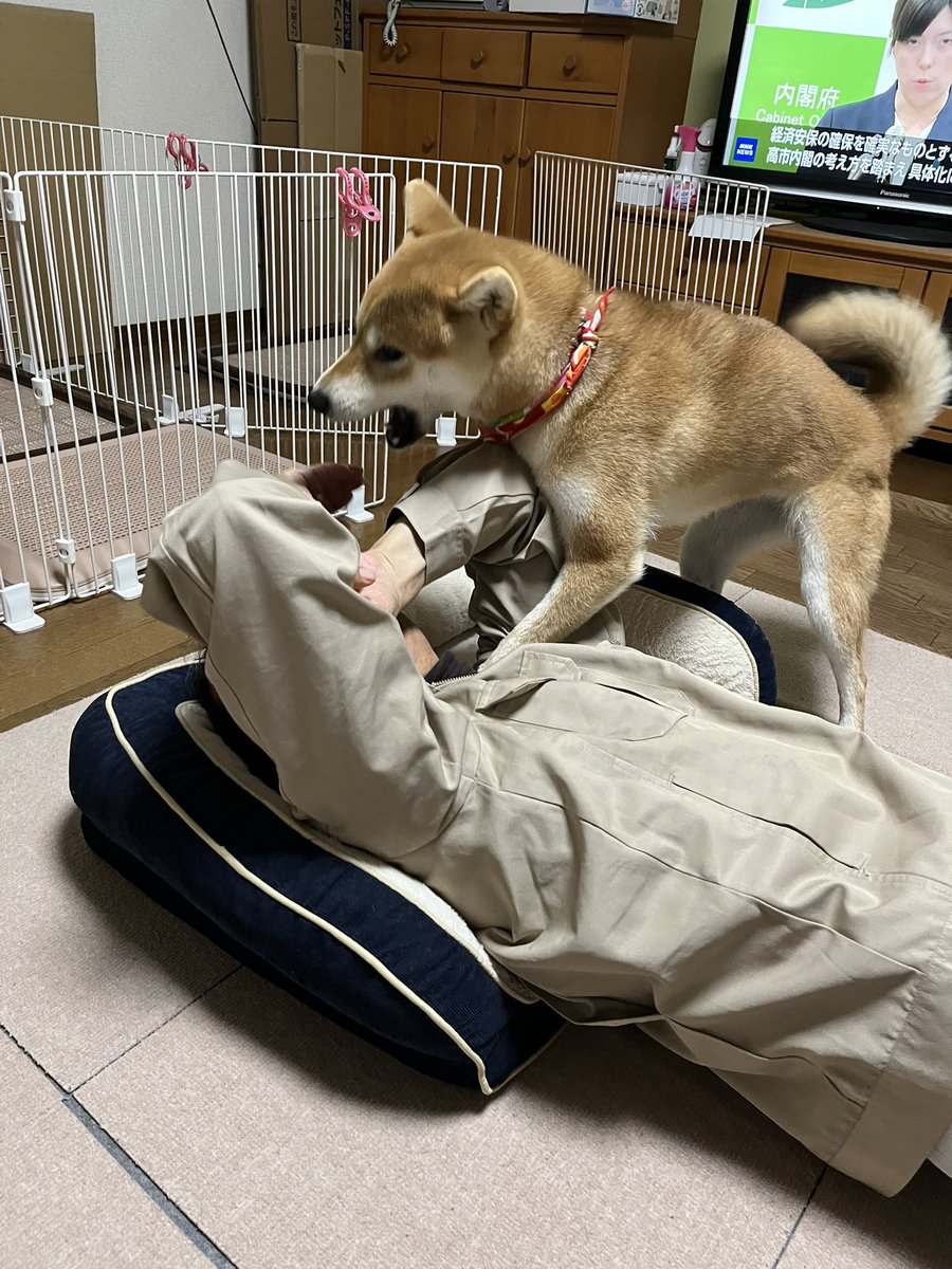 柴犬こめ0歳 (@shibainukome) / Posts / X