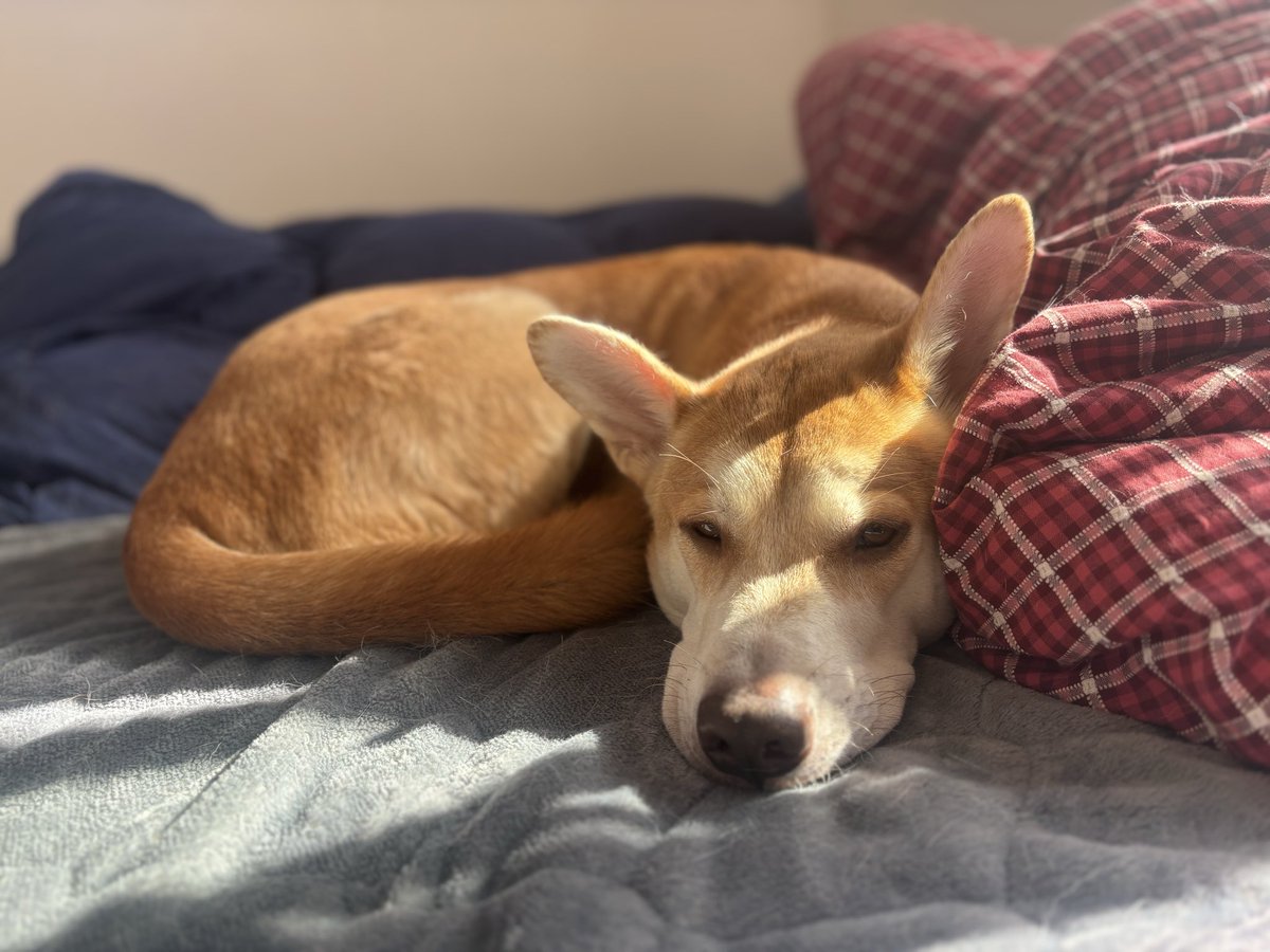 いい感じの光
#雑種犬