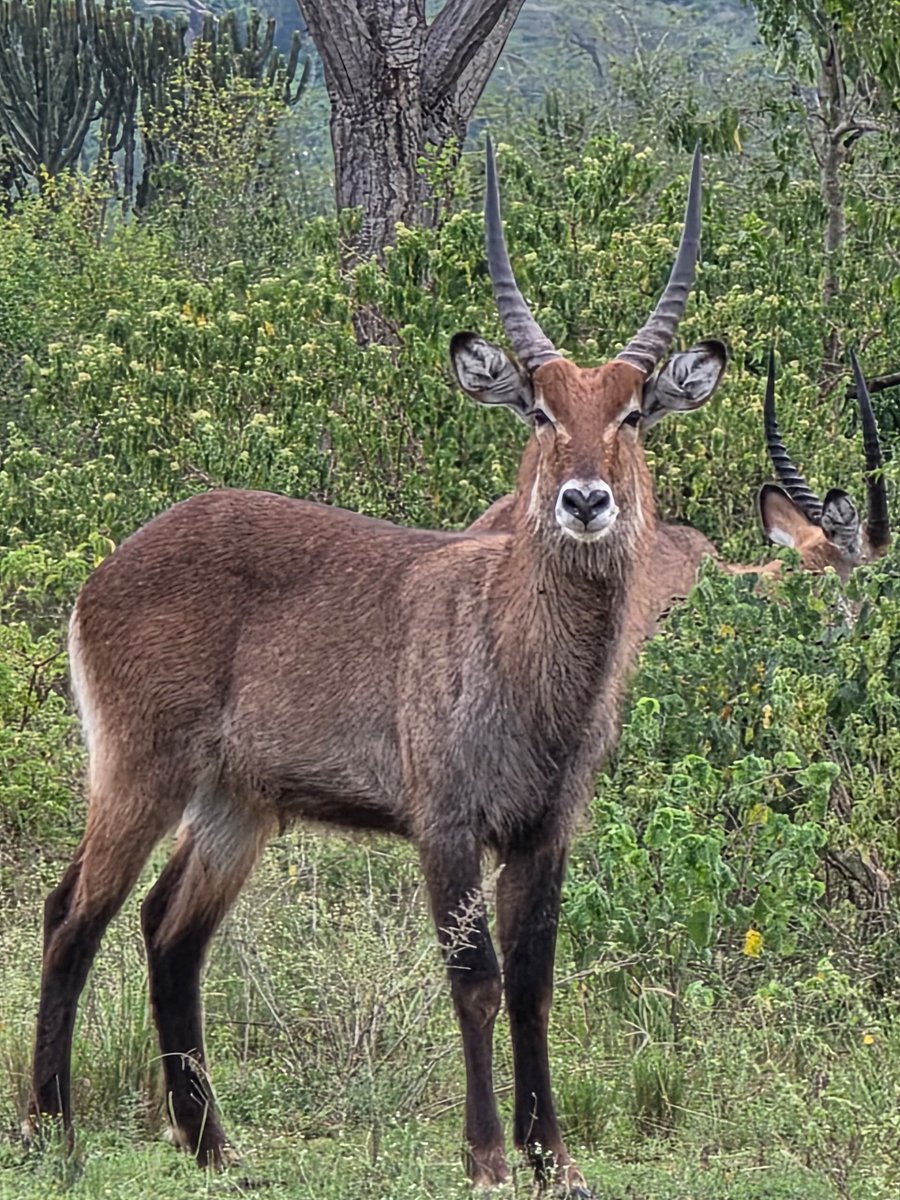 GideonSsekidde's tweet image. Green grass, happy animals! 🐘🦁 Queen Elizabeth National Park is looking lush! 🌿 Home to tree-climbing lions, elephants, buffaloes &amp;amp; more! 🦁🐘 Abundant wildlife, stunning landscapes!.
#GoldenPosts
 #UgandaWildlife #QENP #Safari #PearlOfAfrica