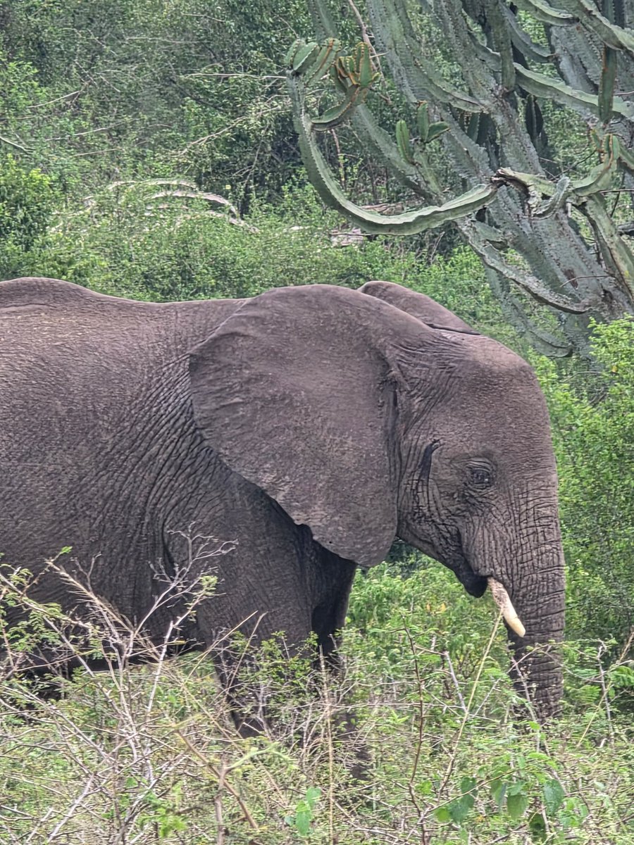 GideonSsekidde's tweet image. Green grass, happy animals! 🐘🦁 Queen Elizabeth National Park is looking lush! 🌿 Home to tree-climbing lions, elephants, buffaloes &amp;amp; more! 🦁🐘 Abundant wildlife, stunning landscapes!.
#GoldenPosts
 #UgandaWildlife #QENP #Safari #PearlOfAfrica